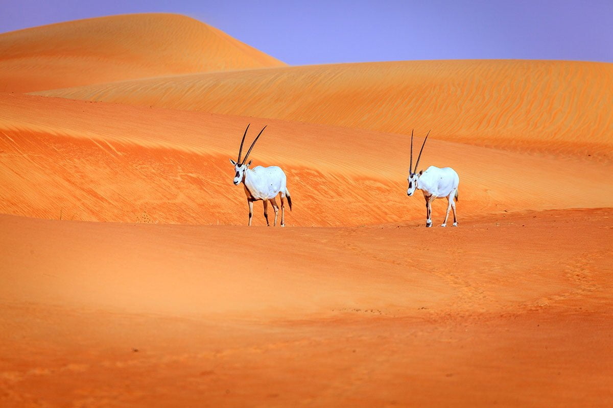 Dubai Desert Conservation Reserve