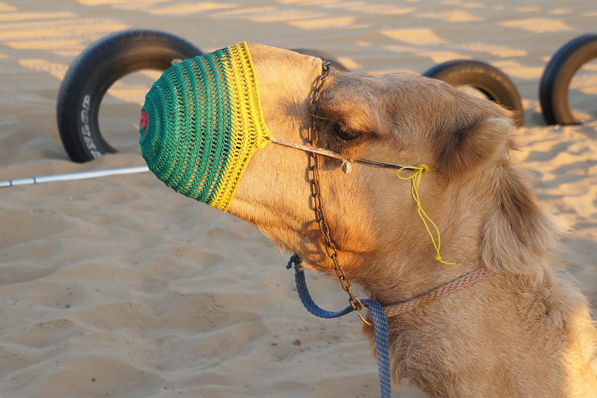 Kamelentocht in de woestijn van Dubai