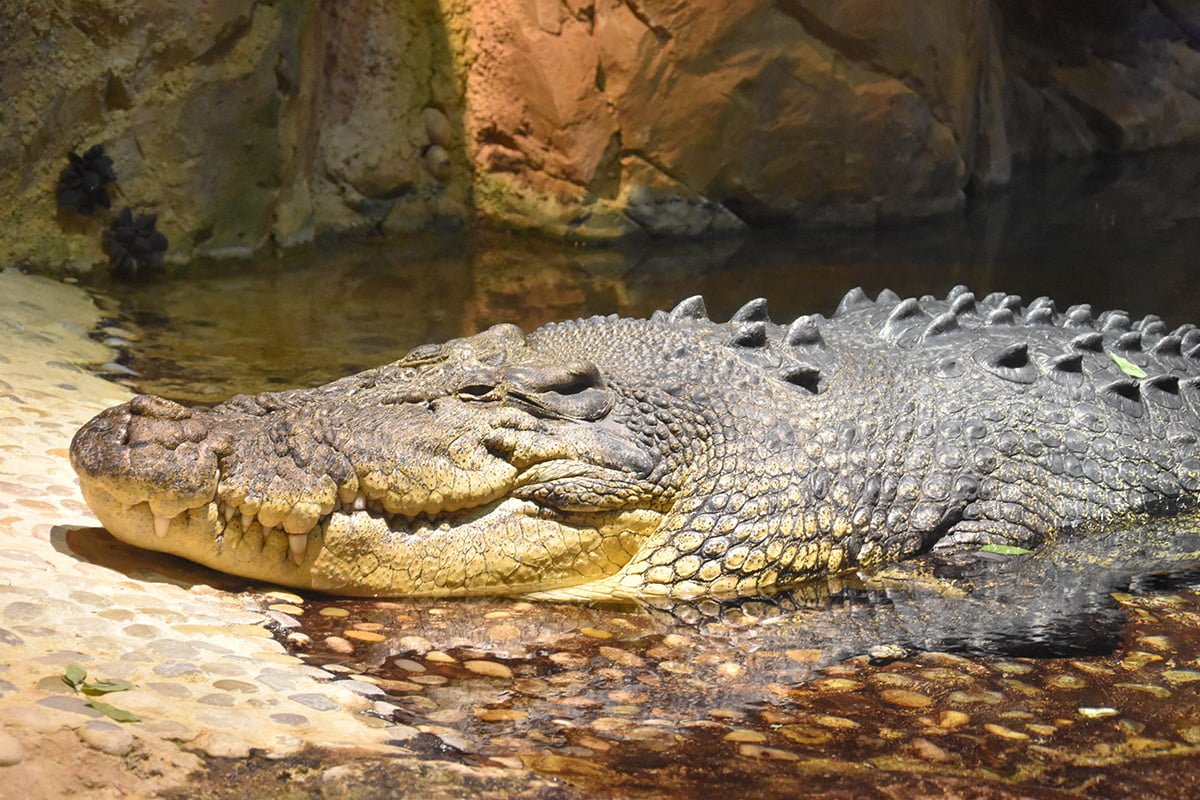 Underwater Zoo Dubai