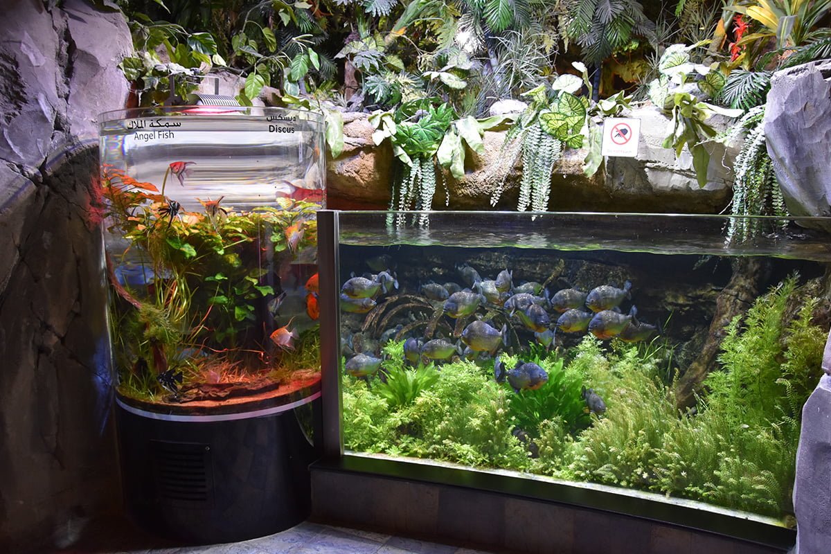 Underwater Zoo Dubai